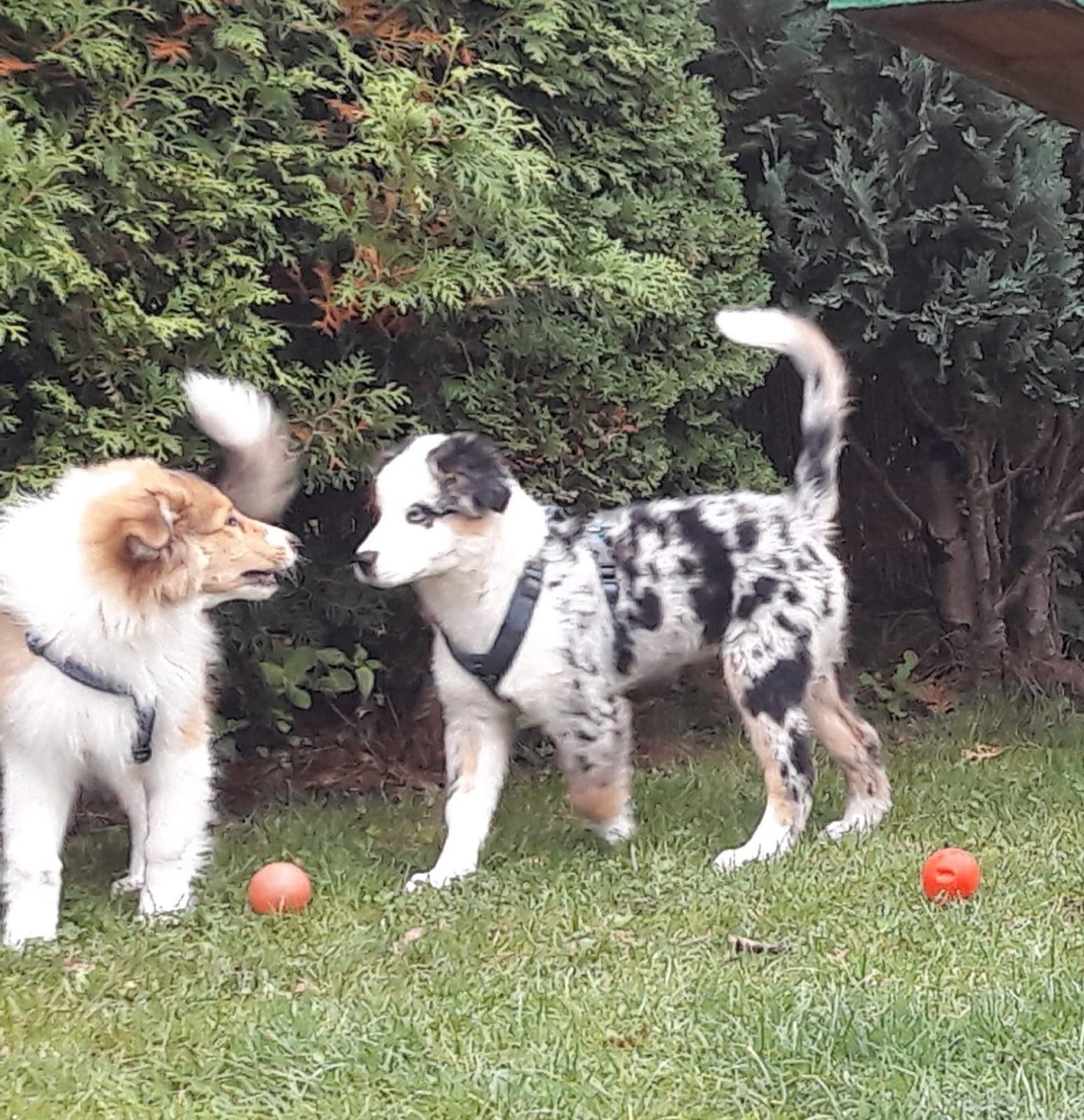 Wir Hütehunde sind schon was besonderes